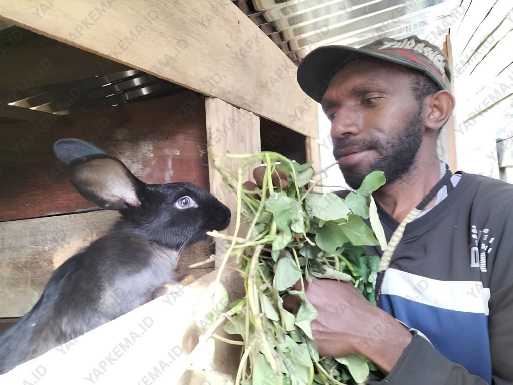 Nikson sedang memberi makan ternak kelincinya (Dok. Pribadi)