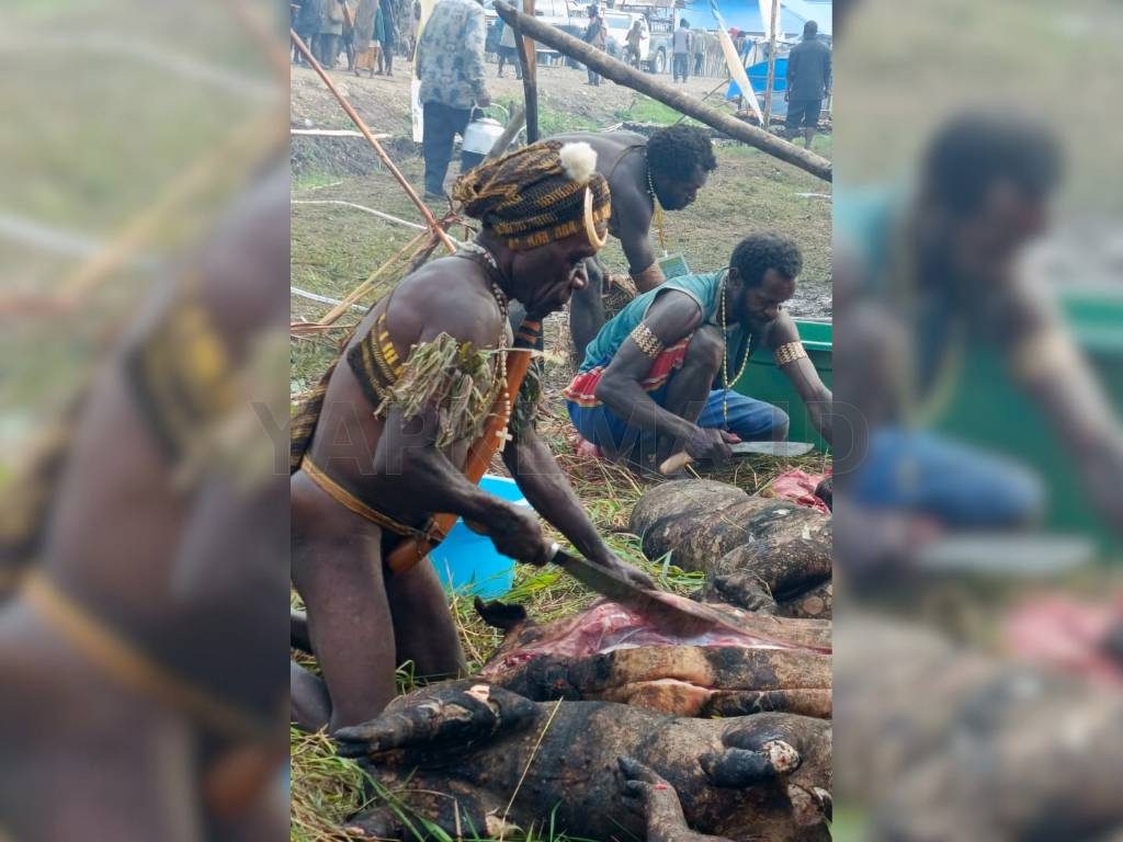 Suasana saat bapak-bapak memotong babi (ekina). (Dok. Yapkema)