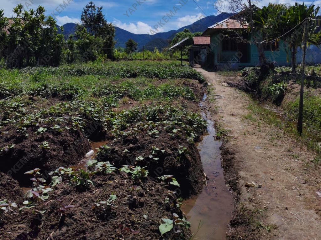 Tanaman nota (ubi) di pekarangan rumah warga Dogiyai (Dok. Yapkema)